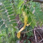 Gleditsia triacanthosFruto