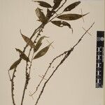 Eurya cerasifolia 其他