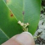 Syzygium lateriflorum Fruit