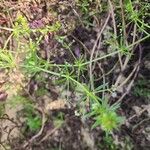 Galium spurium Habit