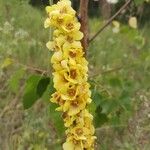 Verbascum nigrumFlower