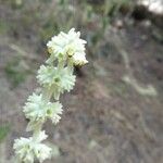 Sideritis canariensis 花