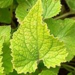 Campanula alliariifolia Blatt