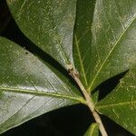 Daphnopsis costaricensis Levél