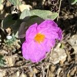 Cistus albidusLorea