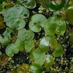 Hydrocharis morsus-ranae List