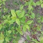 Syringa chinensis Leaf