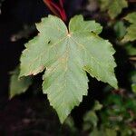 Acer glabrum पत्ता