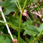 Rumex scutatus Escorça