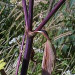 Angelica triquinata 樹皮