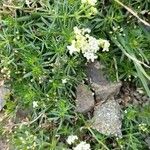 Galium anisophyllon Liść