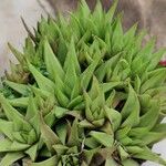 Haworthia angustifolia Foglia