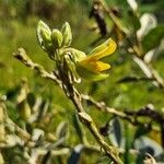 Crotalaria juncea Blomst
