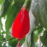 Malvaviscus arboreus Flower