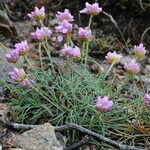 Armeria malinvaudii Hábitos