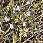 Gomphocarpus integer Other