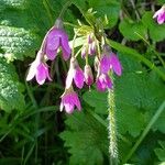 Primula matthioli Flower