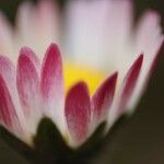 Bellis perennisFlor