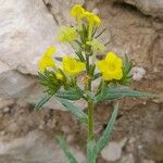 Lithospermum cobrense Other