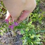 Vicia sativa Flower