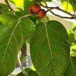 Ficus benghalensis পাতা