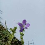 Triodanis perfoliata Blüte