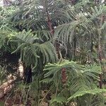 Araucaria laubenfelsii عادت داشتن