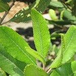 Photinia arbutifolia পাতা