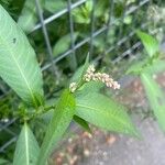 Persicaria maculosaЛіст