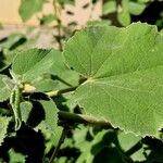 Abutilon mauritianum Φύλλο