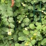 Symphoricarpos albusFlors