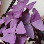 Oxalis triangularis 葉