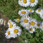 Erigeron pulchellus 花