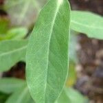 Euphorbia dulcis Otro