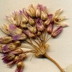 Allium narcissiflorum Кветка