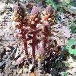 Orobanche amethystea Habit