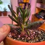 Adromischus cooperiLeaf