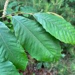 Castanea pumila 葉