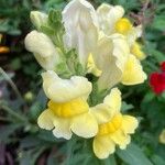 Antirrhinum majus花