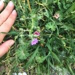 Geranium argenteum Blad