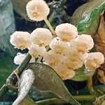 Hoya lacunosa Flower