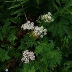 Chaerophyllum hirsutum 花