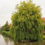 Salix × pendulina অভ্যাস