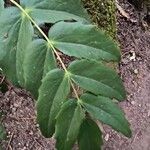 Berberis nervosa Leaf