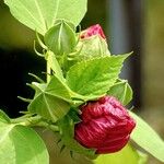 Hibiscus moscheutos Прочее