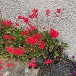 Heuchera sanguinea Habitatea