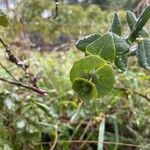 Lonicera implexa ᱵᱟᱦᱟ