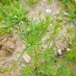 Plantago afra Прочее