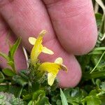 Pedicularis oederi Bloem