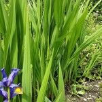Iris spuria Leaf